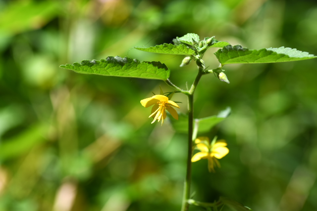 �J���X�m�S�}