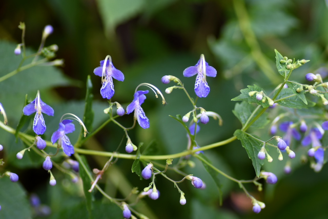 �J���K�l�\�E