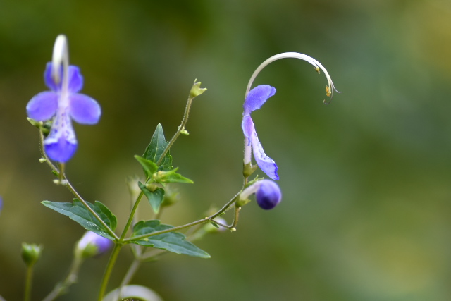 �J���K�l�\�E