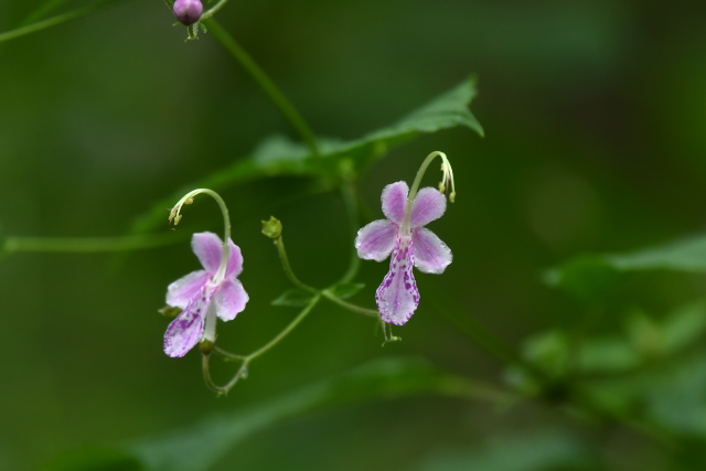 �J���K�l�\�E