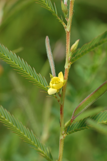 �J�����P�c���C