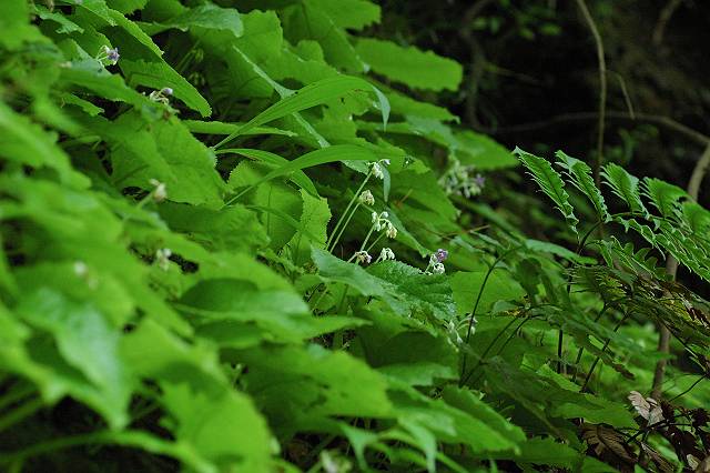 �P�C���^�o�R