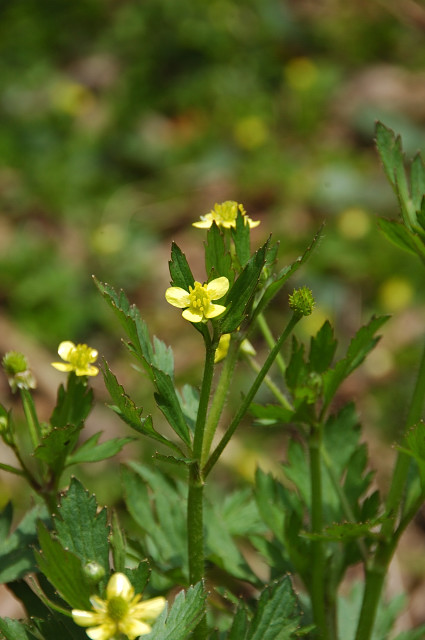 �P�L�c�l�m�{�^��