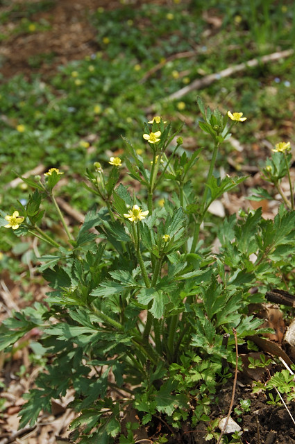 �P�L�c�l�m�{�^��