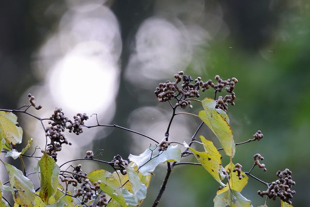 �P���|�i�V