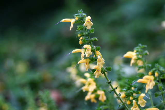 �L�o�i�A�L�M��