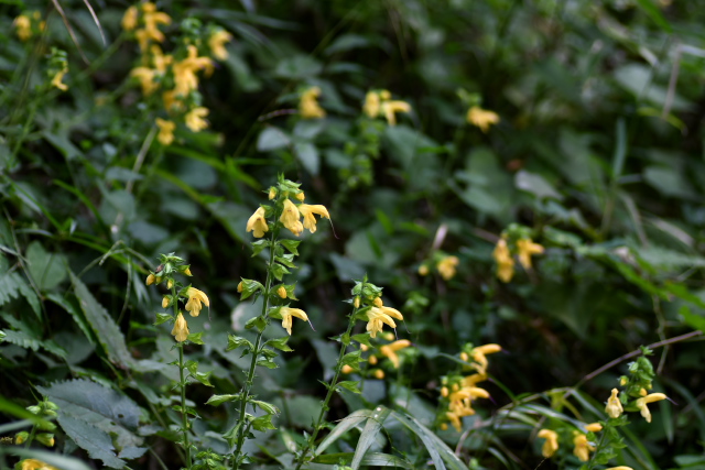 �L�o�i�A�L�M��