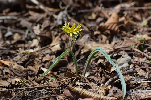 �L�o�i�m�A�}�i