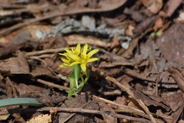 �L�o�i�m�A�}�i