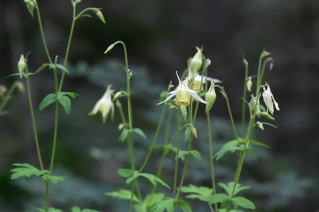 �L�o�i�m���}�I�_�}�L