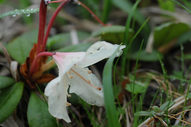 �L�o�i�V���N�i�Q