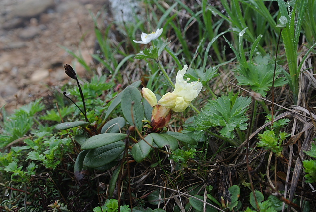 �L�o�i�V���N�i�Q