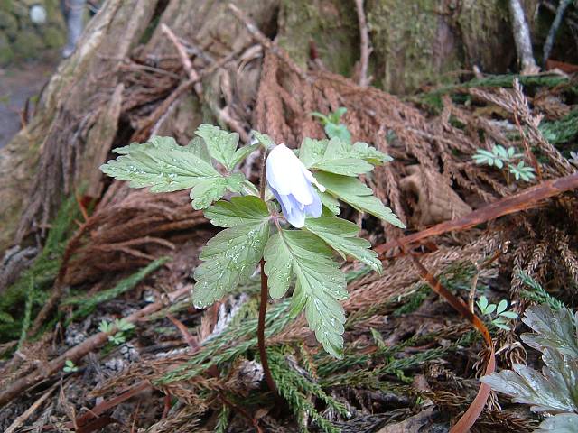 �L�N�U�L�C�`�Q