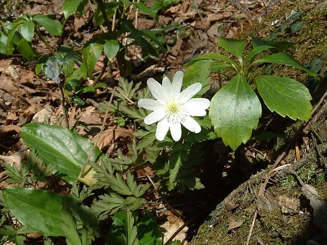 �L�N�U�L�C�`�Q