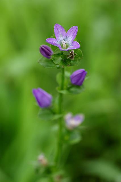 �L�L���E�\�E