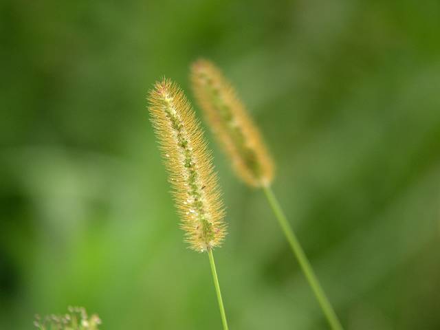 �L���G�m�R��