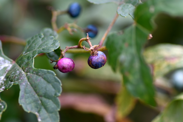 �L���n�m�u�h�E