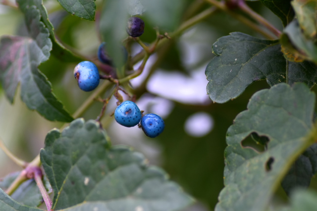 �L���n�m�u�h�E