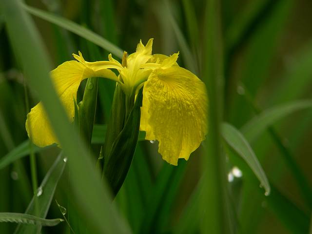 �L�V���E�u