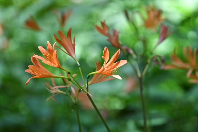 �L�c�l�m�J�~�\��