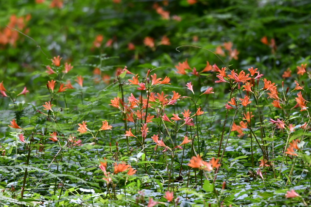 �L�c�l�m�J�~�\��