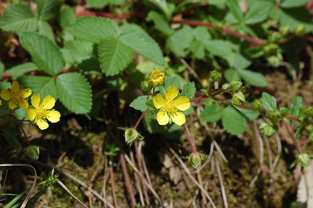 �L�W���V��