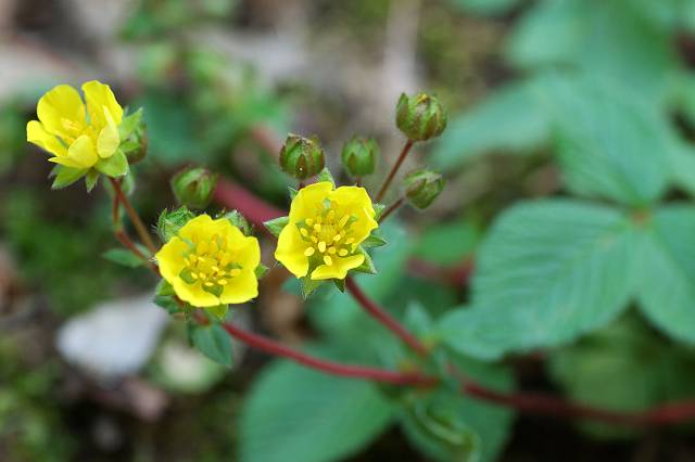 �L�W���V��