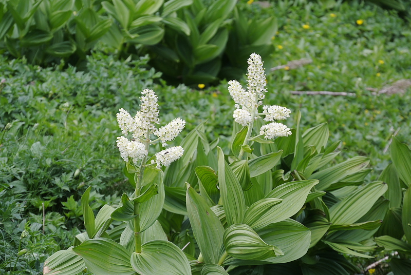 �R�o�C�P�C�\�E