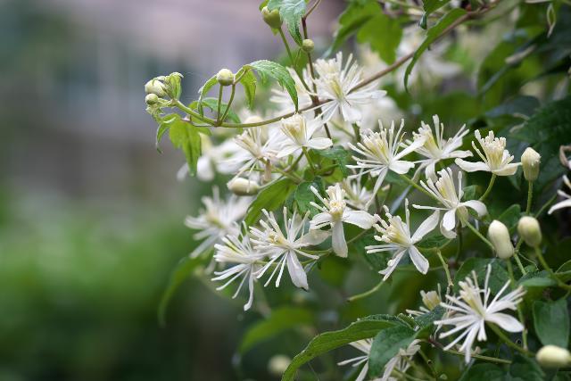 �R�{�^���d��