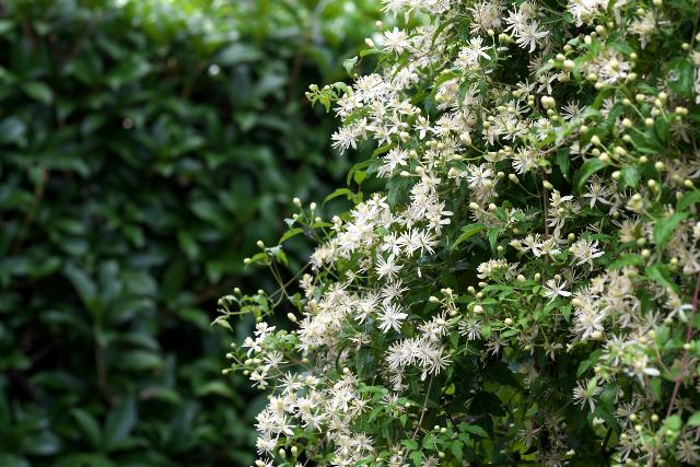 �R�{�^���d��