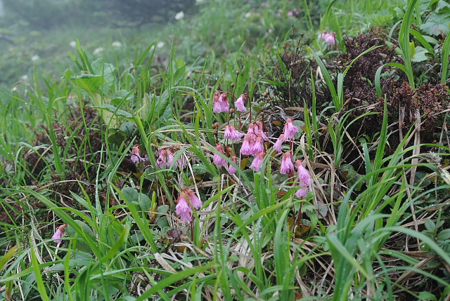 �R�C���J�K�~