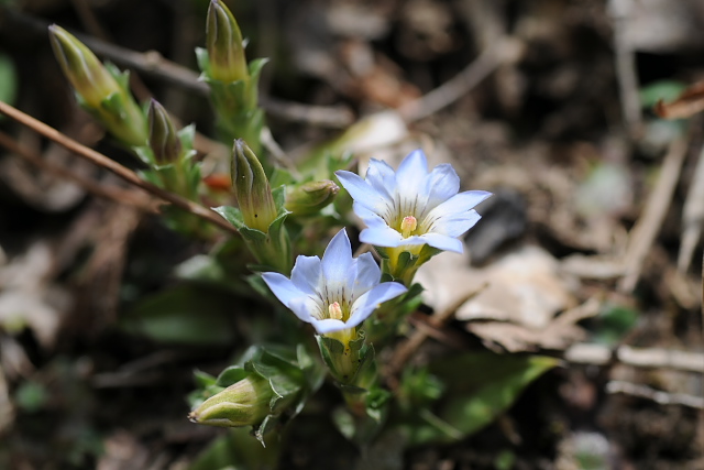 �R�P�����h�E