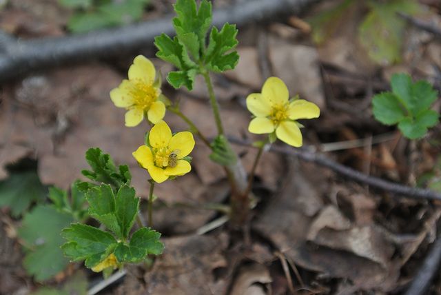 �R�L���o�C