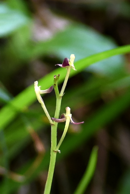 �R�N�����@�Ԃ̊g��ʐ^