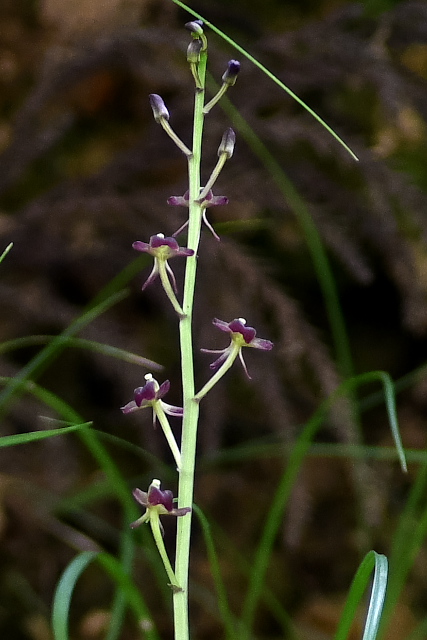 �R�N�����@�Ԃ̊g��ʐ^