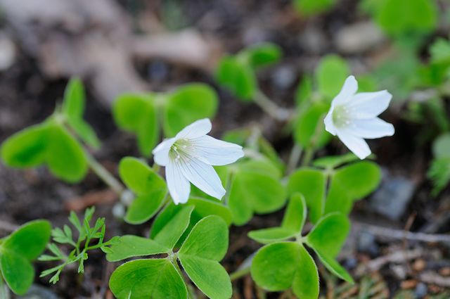 �R�~���}�J�^�o�~