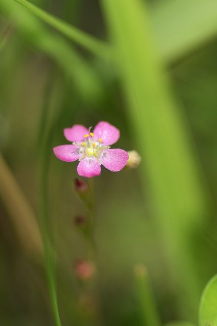 �R���E�Z���S�P