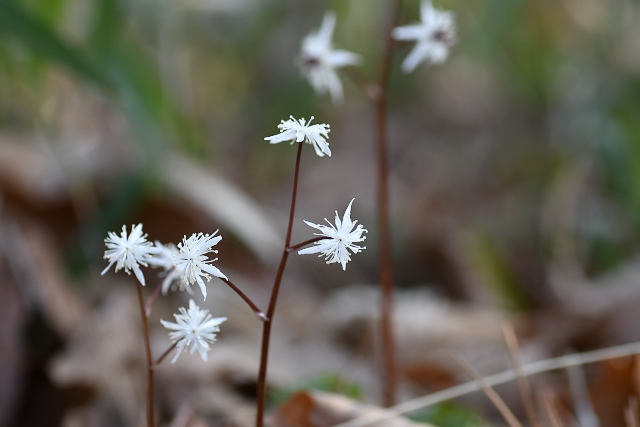 �R�Z���o�I�E����