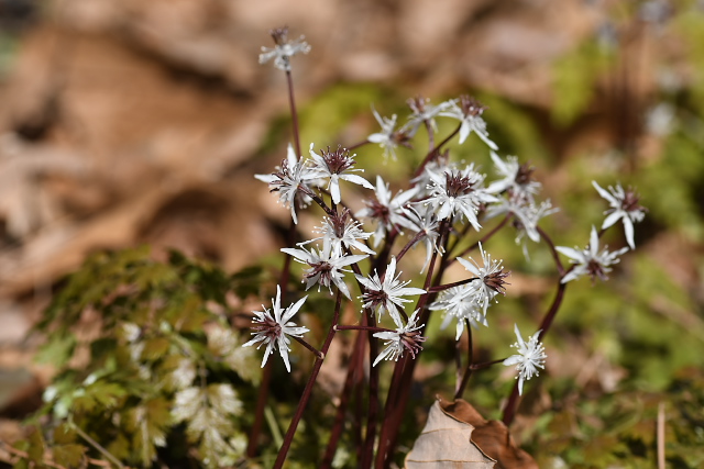 �R�Z���o�I�E����