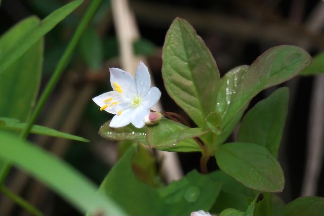 �R�c�}�g���\�E