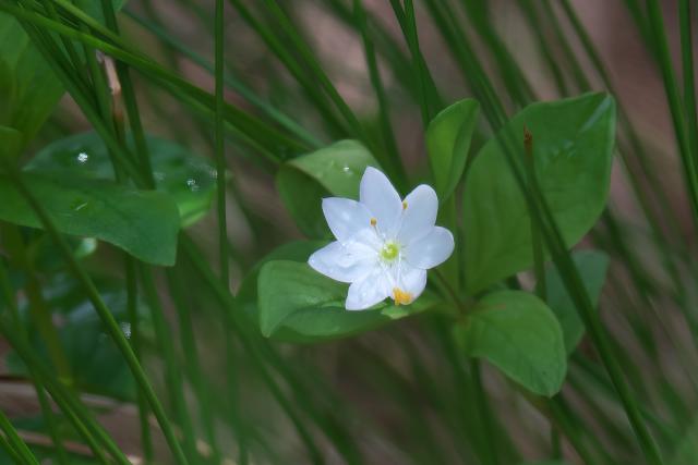 �R�c�}�g���\�E