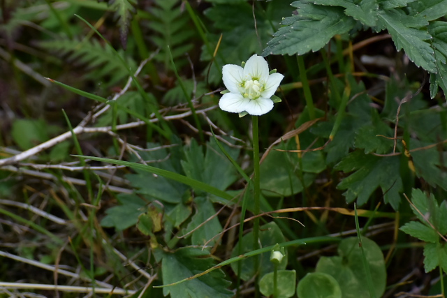 �R�E���o�`�\�E