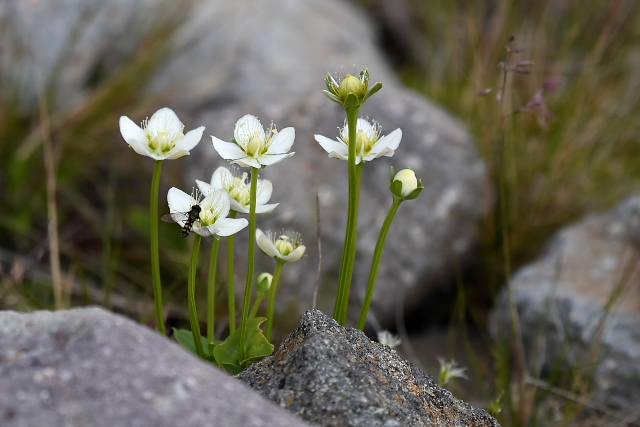 �R�E���o�`�\�E