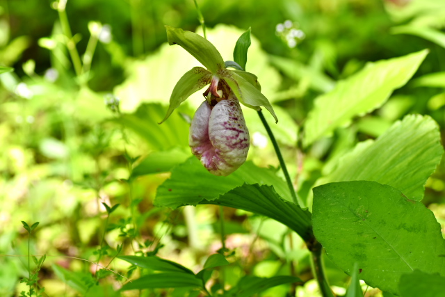 �N�}�K�C�\�E