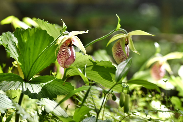 �N�}�K�C�\�E