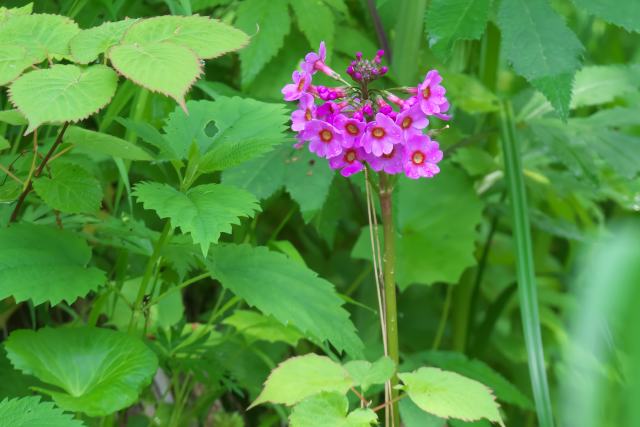 �N�����\�E