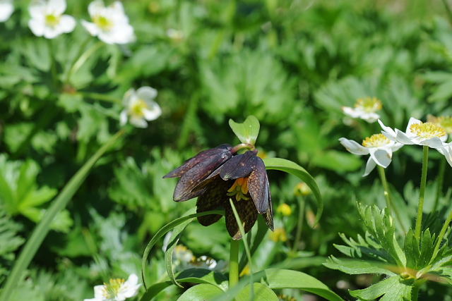 �N������