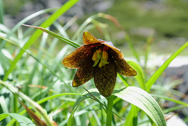 �N������