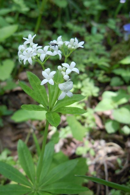 �N���}�o�\�E