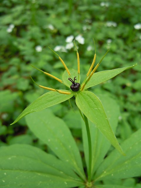 �N���}�o�c�N�o�l�\�E